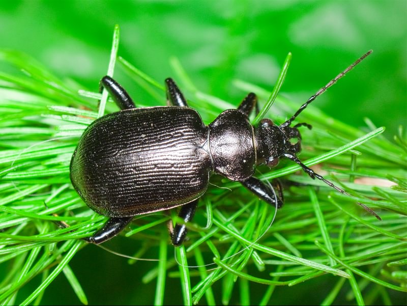 Calosoma inquisitor (Linne, 1758)